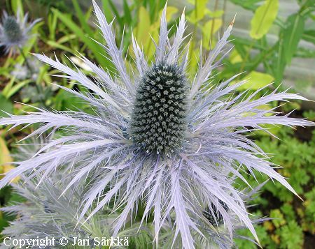 Eryngium alpinum 'Blue Star', alppipiikkiputki